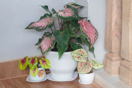 Tropical  ornamental plants growing on the balcony.
Caladium - Heart of Jesus, Caladium bicolor (Aiton) Vent and Caladium Bicolor Cranberry Star. Close-up.の写真素材