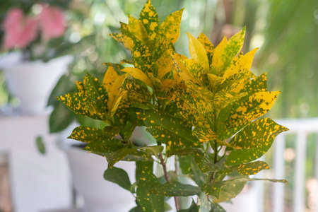 Tropical  ornamental plants growing on the balcony. Gold Star Croton Codiaeum in flower pot on...