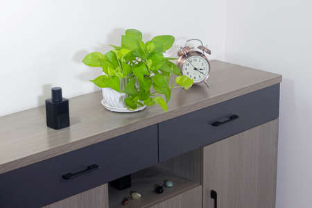 Tropical houseplants. Golden pothos on a minimalist cabinet. Other names Ceylon creeper, hunter's...