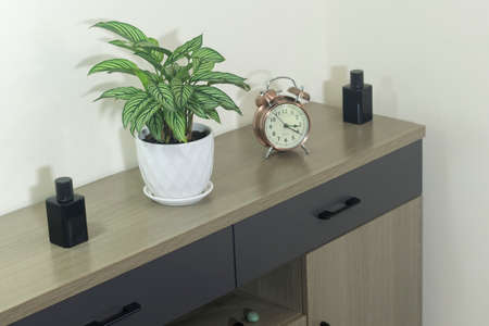Tropical houseplants. Calathea Vittata  Prayer Plant  Exotic Pinstriped on a minimalist cabinet. ...