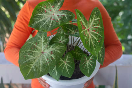 A female gardener holds a beautiful, large Caladium Galaxy potted plant in her hands on the balcony of the apartment. In the background greenery of de focused garden. Closeup.の写真素材