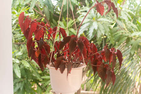 Tropical houseplants. Begonia Black Magic Plant (other names Painted-Leaf Begonia, Fancy-Leaf Begonia, King Begonia) potted plant hanging above the balcony. Outdoor. Closeup.の写真素材