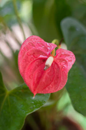 Tropical plants background. Closeup of blooming Anthurium flower  (Flamingo Flower; Laceleaf).  The concept of home dÃ©cor and growing potted plants. Close-up. De focused. Outdoor.の写真素材