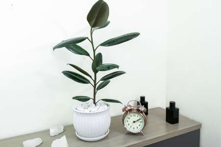Tropical houseplants. Ficus Elastica â€˜Rubberâ€™ houseplant, on a Swedish minimalist...