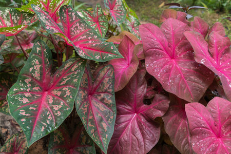Tropical ornamental plants. Caladium Elephant ear other names Heart of Jesus, Angel Wings and Brandywine Caladium plant growing on a stump in a garden. Close-up. Rustic style.の写真素材