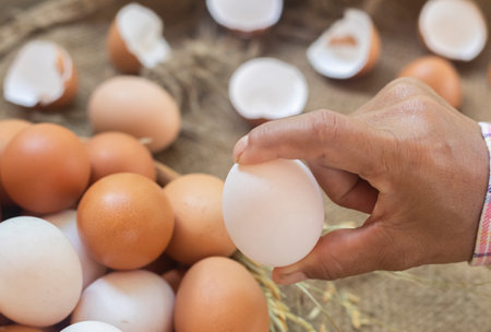 Hand of a farmer woman showing a fresh duck egg. Natural poultry rearing on organic feed. In the...