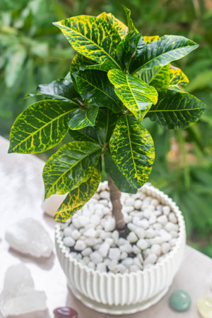 Tropical houseplants. Petra Croton potted plant on the balcony against the background of the...