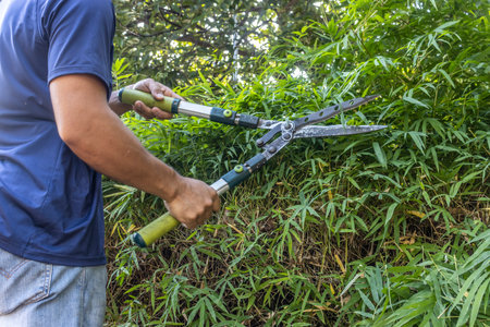 Gardener trimming a bamboo hedge with garden shears. Close-up. Outdoors. Gardening concept.