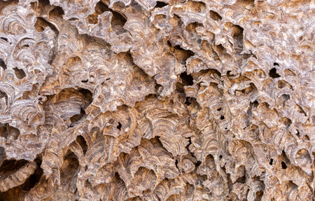 Abstract texture - background. An Asian hornet's nest made of sandstone. Close-up. Outdoor.の写真素材