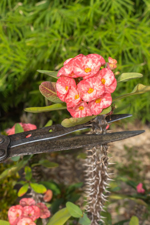 A gardener prunes and cares Euphorbia Milii Flower Plant. Other common plant names: the crown of thorns, Christ plant, Christ thorn. Outdoor. Close-up. Gardening concept.の写真素材