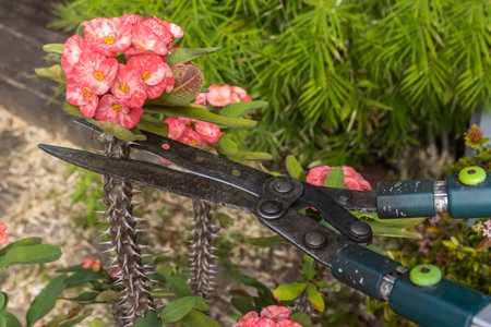 A gardener prunes and cares Euphorbia Milii Flower Plant. Other common plant names: the crown of thorns, Christ plant, Christ thorn. Outdoor. Close-up. Gardening concept.の写真素材