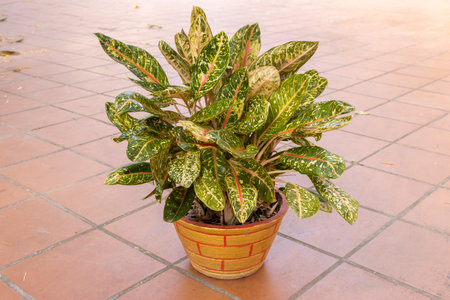 Tropical  ornamental plant. Potted Aglaonema Dona Carmen Plant. Close-up. Outdoor. Isolated on a...