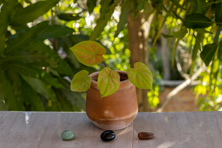 Tropical plants. Small exotic `Caladium Thai Dynasty` in flowerpot on balcony in the background greenery of the garden (bokeh effect, de focused). Close-up. Outdoor.の写真素材