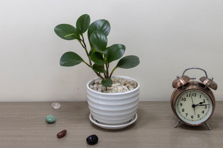 Tropical houseplants. Potted baby rubber plant (Peperomia obtusifolia) on wooden furniture. Interior. Close-up. The concept of home decor and growing potted plants.の写真素材