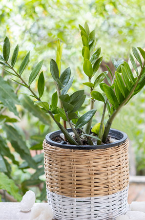 Zanzibar gem (ZZ plant, Zuzu and eternity plant, aroid and emerald palm) on the balcony against the background of the greenery of the garden. Outdoor. Close-up. Macro. Tropical.の写真素材