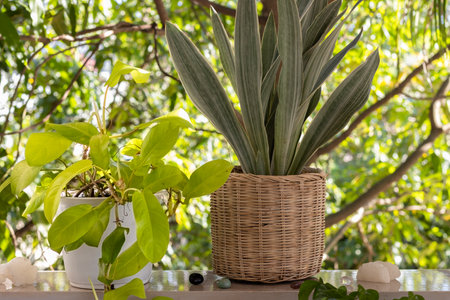 Philodendron lime lemon potted plant Sansevieria metallica (Snake plant) on the balcony. Isolated on a greenery of the garden. Tropical ornamental plant. Outdoor. Close-up. Macro.の写真素材