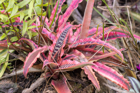 The tropical plant Cryptanthus 'Elaine' grows on a stump in the garden. Macro. Closeup. Gardening...