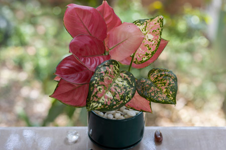 Tropical ornamental plants. Potted plants. Hybrid of Aglaonema Pink Valentine with Aglaonema Red on the balcony against the background of the greenery of the garden. Close-up. Macrの写真素材