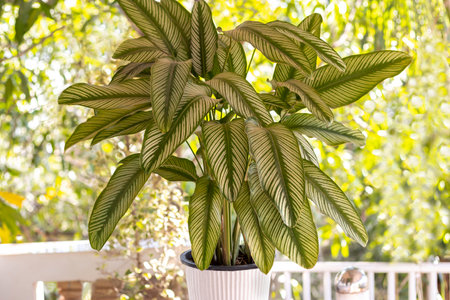 Tropical ornamental plants. Potted plants. Calathea Ornata against the background of the greenery of the garden. Close-up. Macro. Outdoor. Gardening concept.の写真素材
