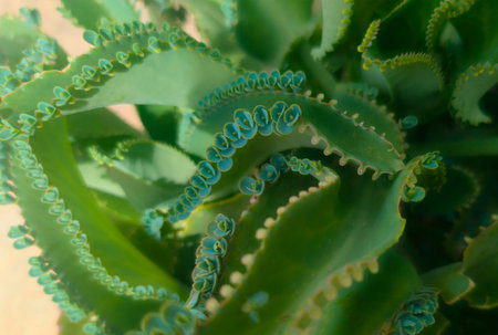 Tropical medicinal potted succulent Bryophyllum pinnatum on a windowsill inside a home against the background of daylight and indoor plants. Close-up. Macro. Home decor concept.の写真素材