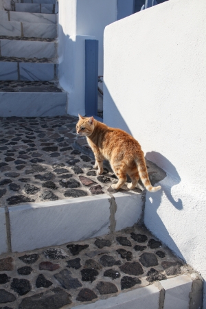 Domestic cat on Satorini island in the Cyclades (Greece)の写真素材