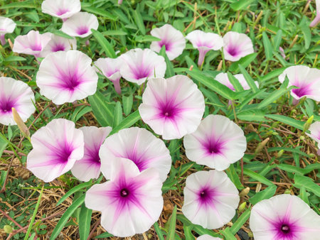 Ipomoea aquatica Forsk, Swamp cabbge, Swamp cabbage white stem, Water morning glory, Convolvulaceae, close up, can use be background or wallpaperの写真素材