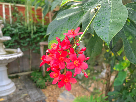 Red flowers of Peregrina and green leaves have water droplets with soft light, can use be background or wallpaper, selected focus pointの写真素材