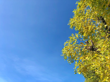 Yellow and green  leaves from Millingtonia hortensis tree under a bright blue sky, Indian cork tree, look up  view, can use be background, selected focus pointの写真素材