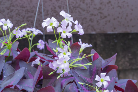 Purple flower, Oxalis flower with purple leaves, water droplets, can use be background or wallpaperの写真素材