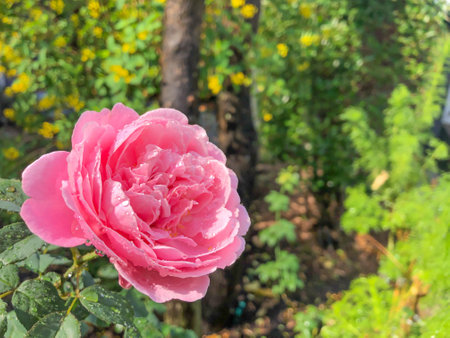 Pink roses blooming in the garden, have water droplets, with a blurry green leaf background, selected focus pointの写真素材