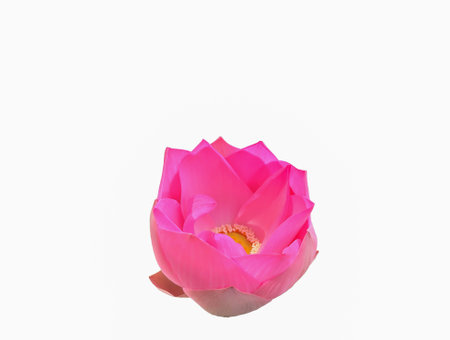 Isolated blooming pink royal lotus with white backgroundの写真素材