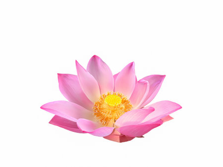 Isolated Pink Royal Lotus with white backgroundの写真素材