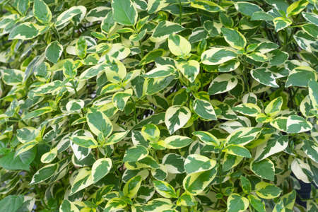 Leaves background of Chinese violet, Coromandel, Creeping foxglove, Asystasia gangetica (L.) T.Andersonの写真素材