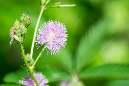 Flowerの写真素材