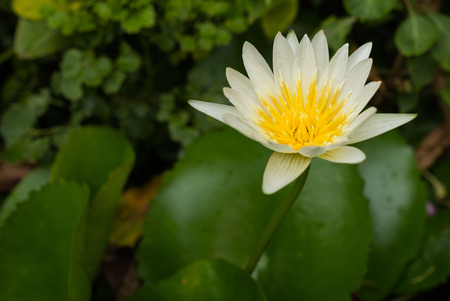 a small creamy white lotus in a samll pondの写真素材