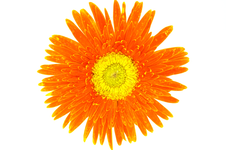 orange flower isolatedの写真素材