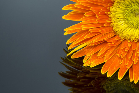 an orange flower isolated on black backgroundの写真素材