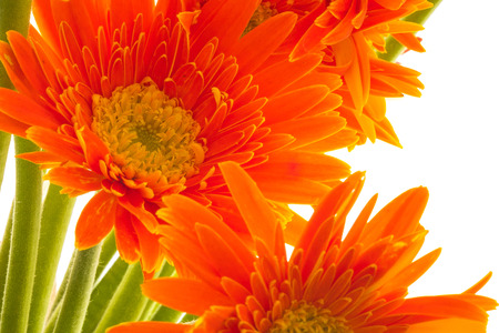 orange flowers in bloomの写真素材