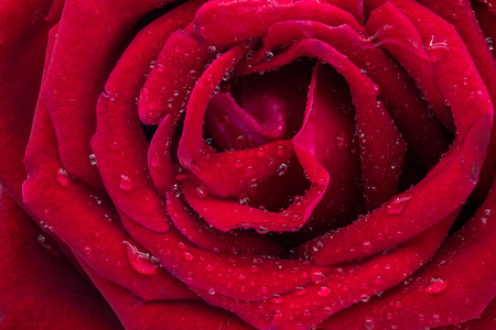 a red rose closedの写真素材