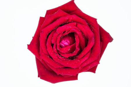 a red rose isolatedの写真素材