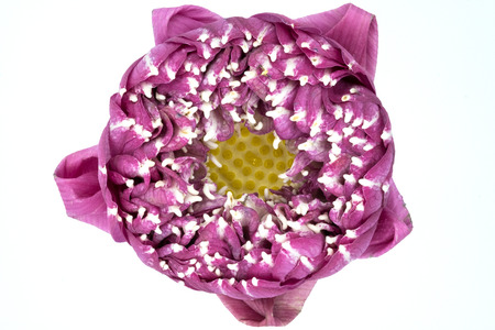 lotus flower in bloom, with petals arrangementの写真素材