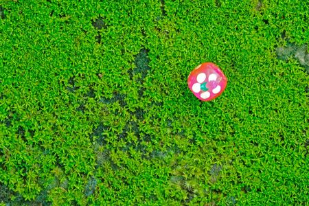lovely green moss and a red bead on stone walkway background