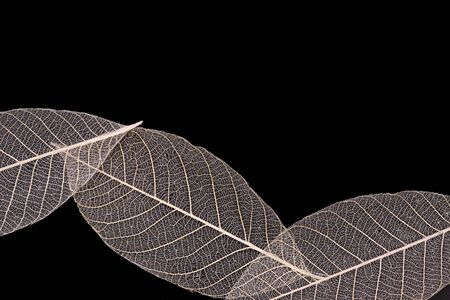 veins of dry leaves, isolated, on black backgroundの写真素材