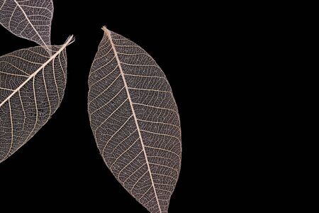 veins of dry leaves , isolated, on black backgroundの写真素材
