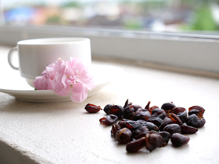 sun dried coffee cherries (or cascara in Spanish), in a white coffee cup ready to be made into herbal teaの写真素材