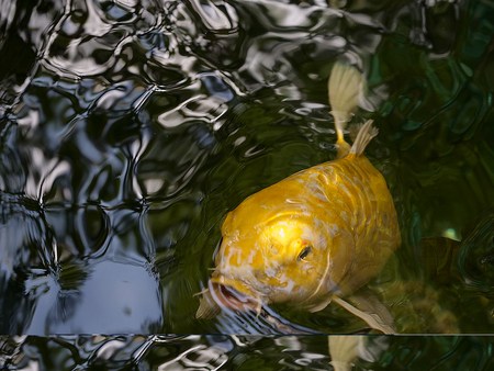 colorful japanese carp in a shallow pondの写真素材