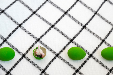 a cute little stuffed bunny rabbit and bright green colored eggs, isolated on white background, easter conceptの写真素材