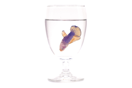 a purple and pink female fighting fish in a clear glass drinking water, isolated on white backgroundの写真素材