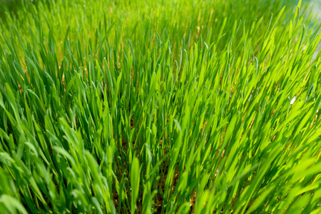 green wheat glass, cultivated as health food, in the early morning sunの写真素材