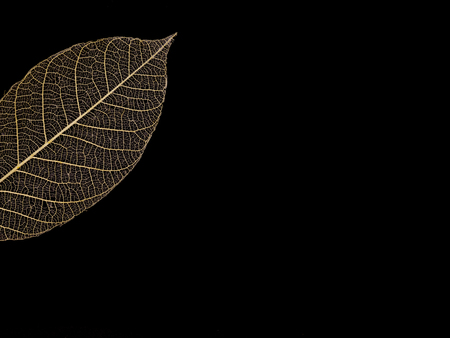 leaf veins pattern isolated on black backgroundの写真素材